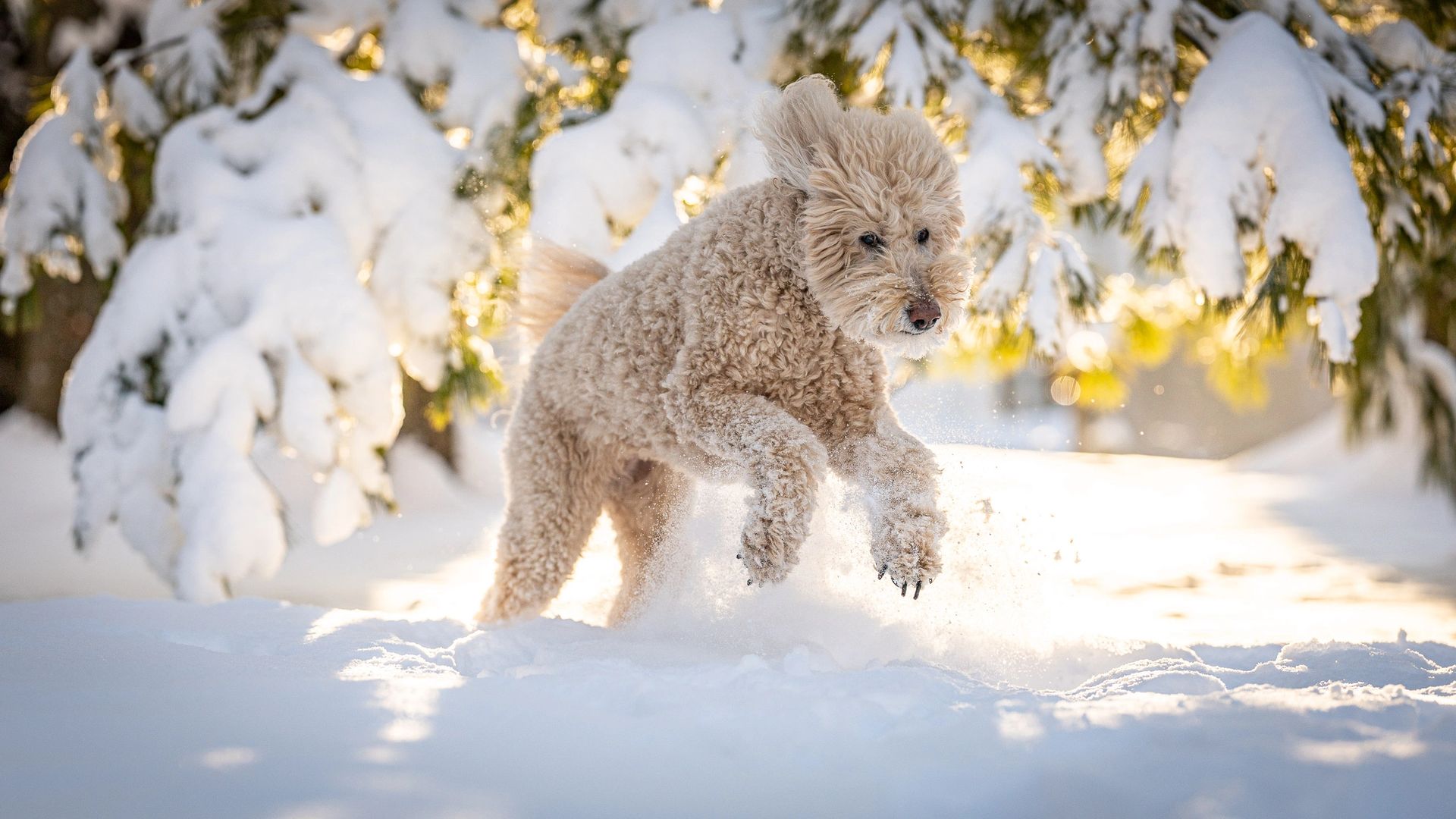 Winter pet portrait in snowy landscape
